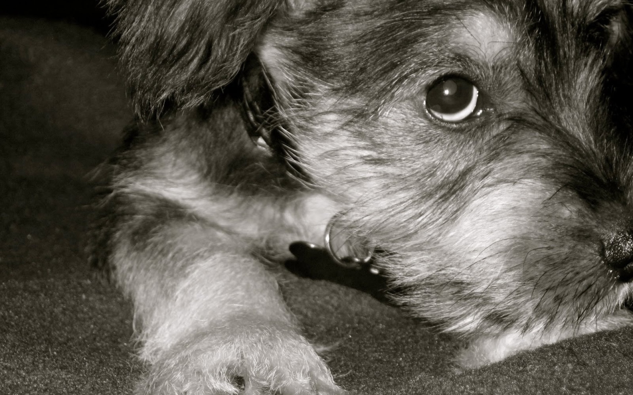 Грустная собака шнауцер