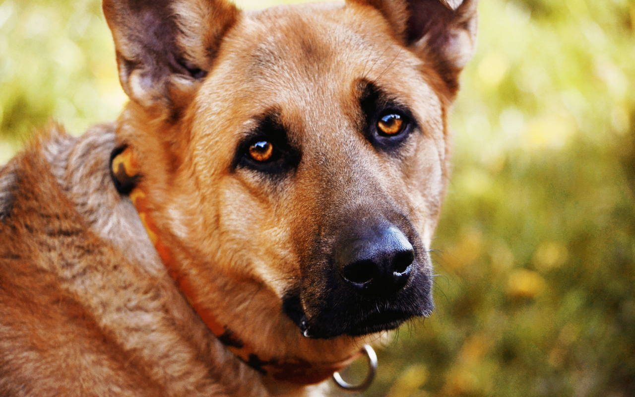 Грустный взгляд собаки