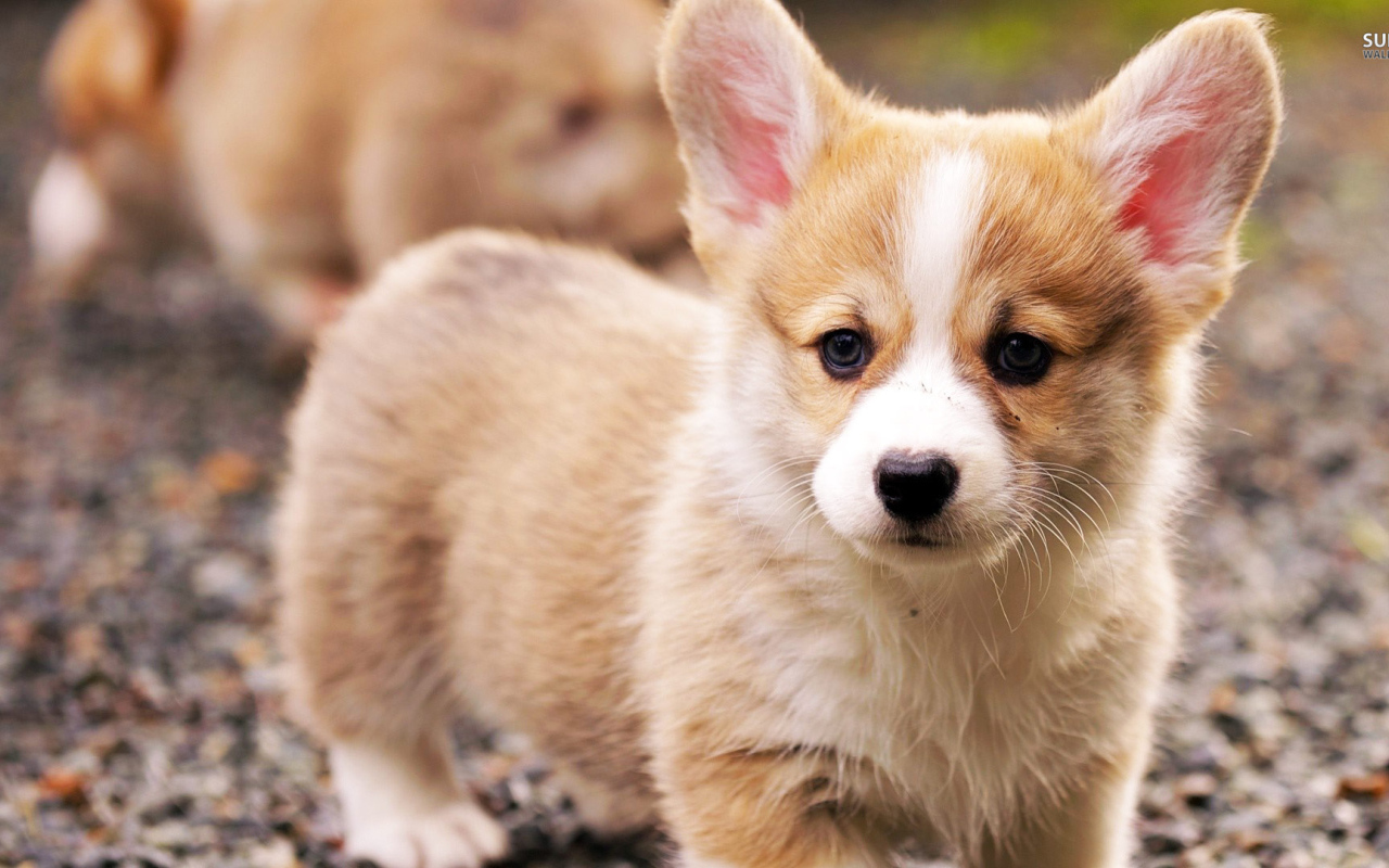 Грустный щенок вельш-корги