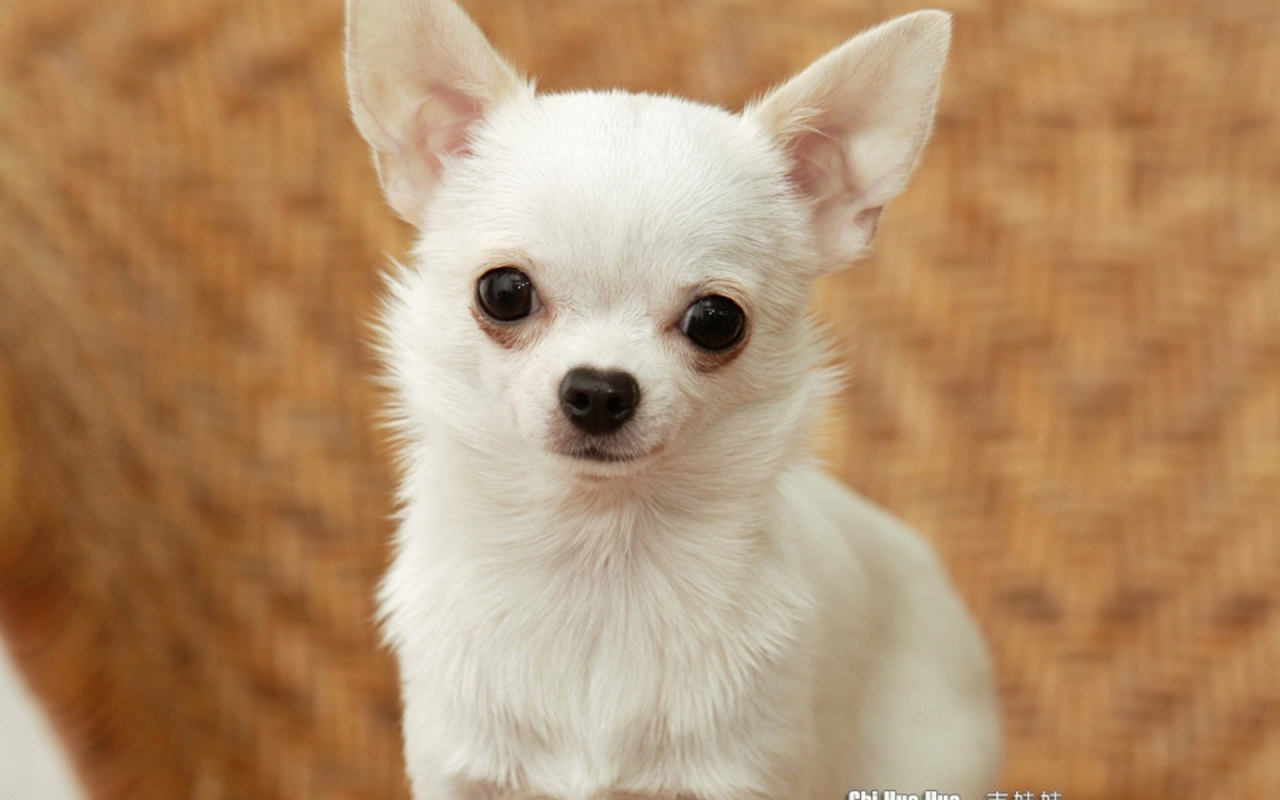 Грустный взгляд чихуахуа