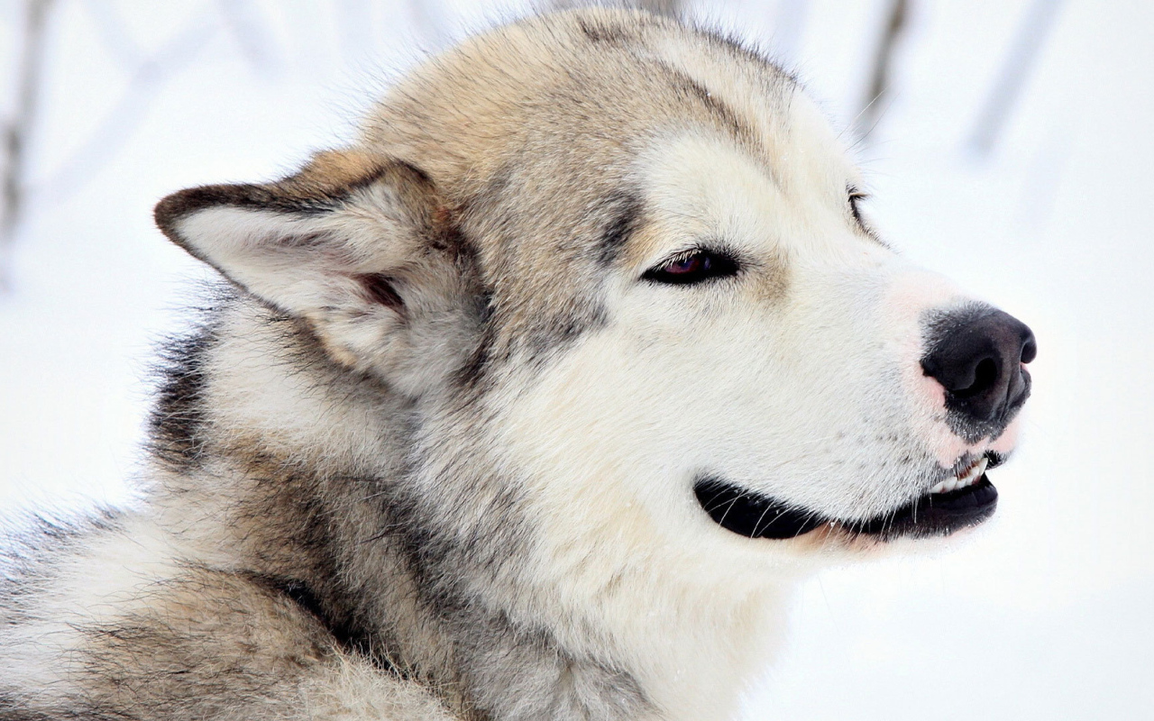 Грустный взгляд лайки
