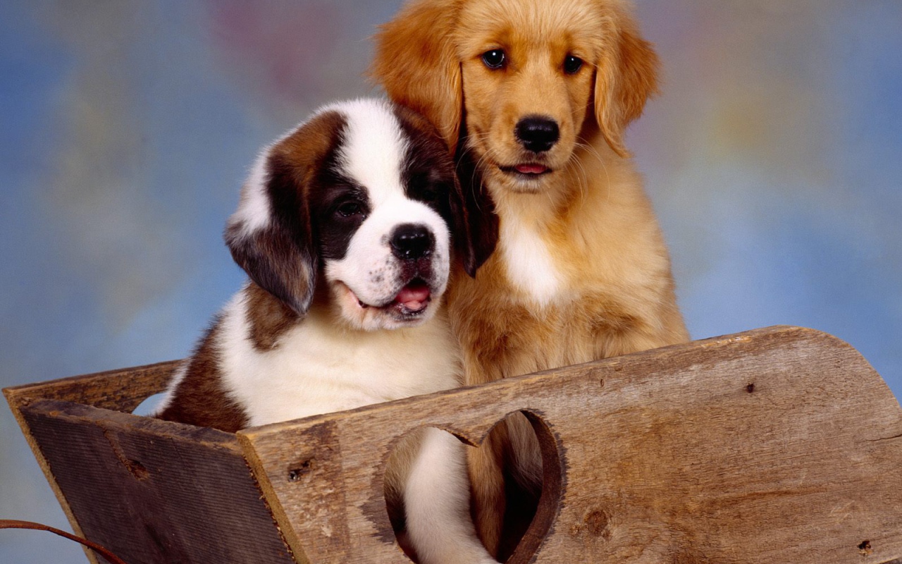 Щенок сенбернара в ящике