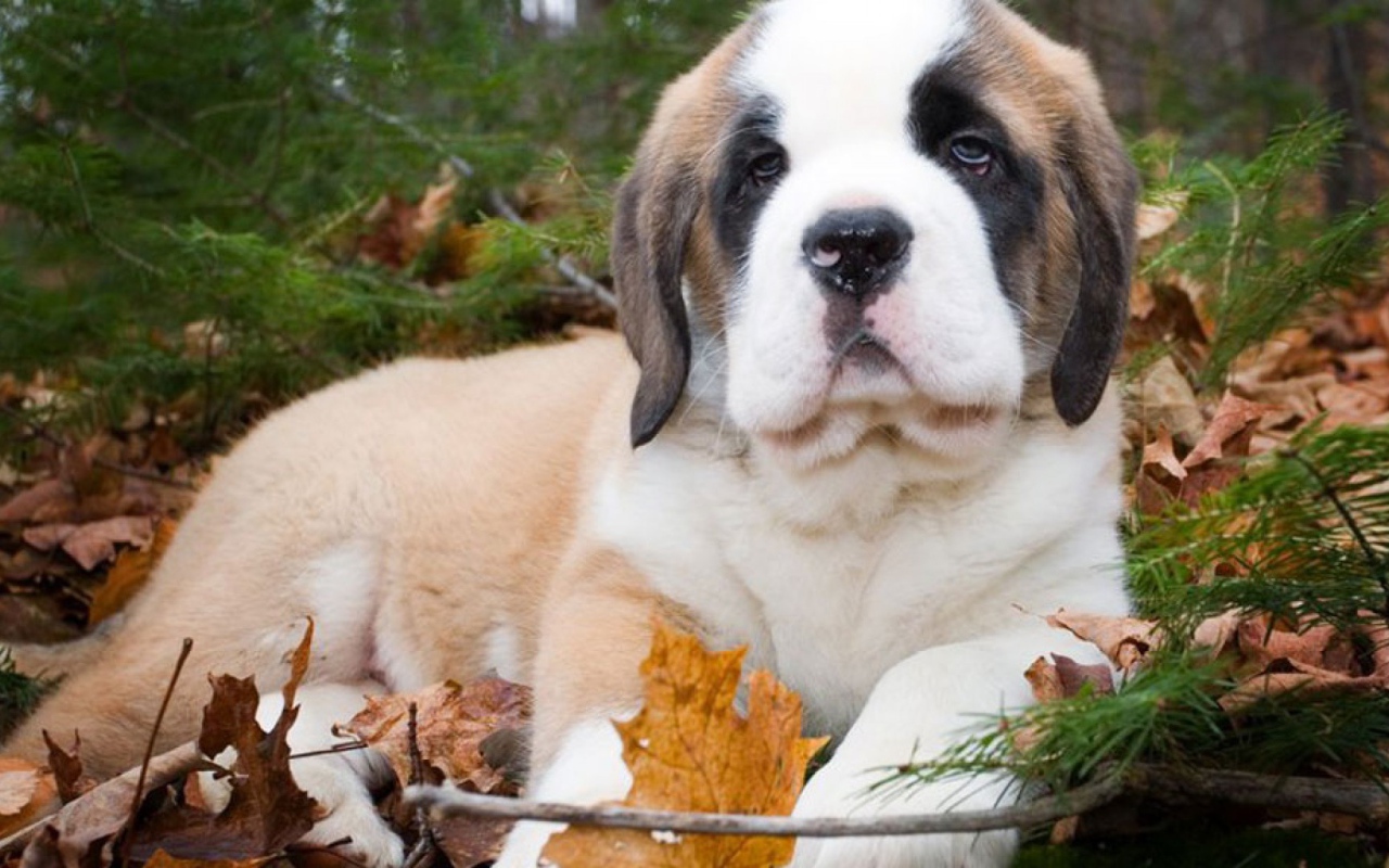 Щенок сенбернара в лесу
