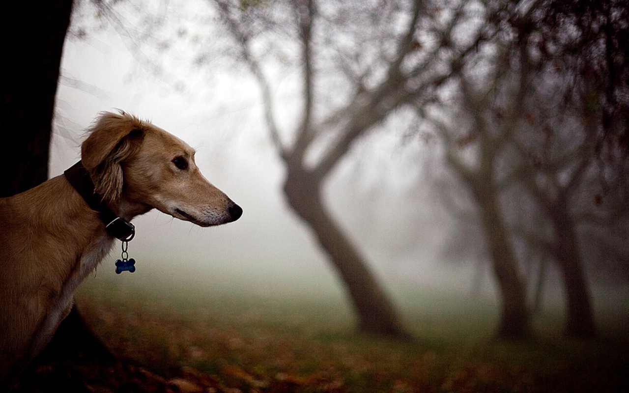 Салюки в лесу