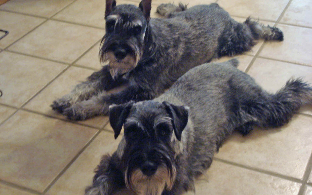 Собаки шнауцеры лежат на полу