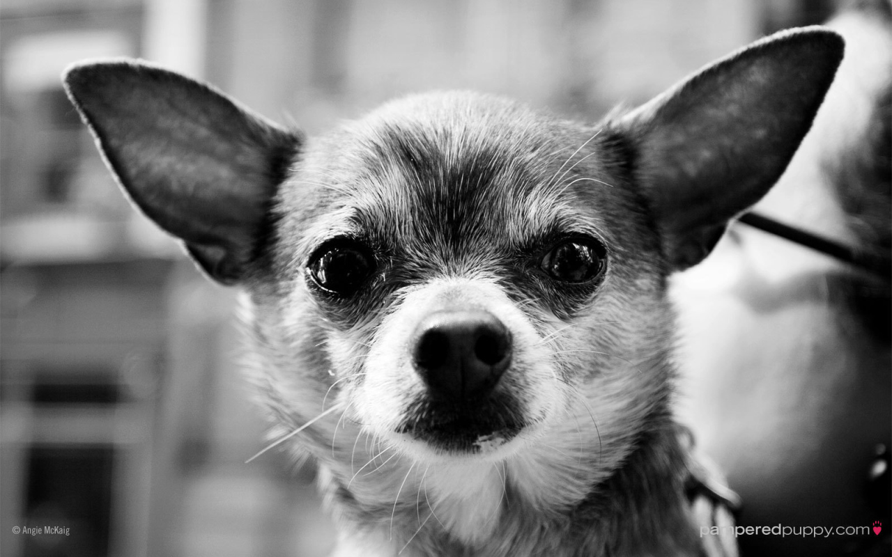 Серьезный взгляд чихуахуа