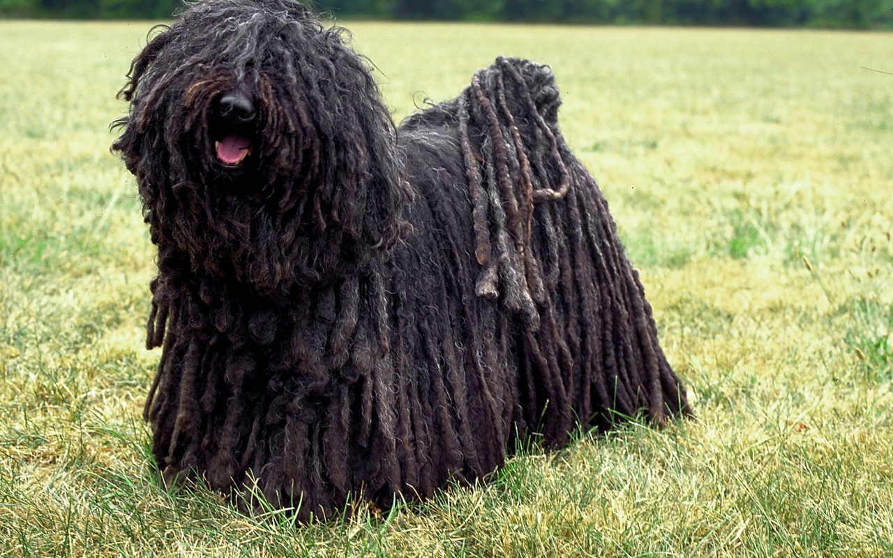 Лохматый комондор во всей красе