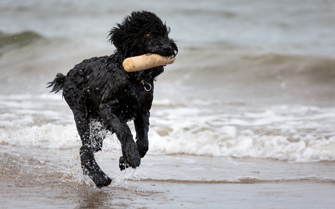 Лохматый барбет на пляже