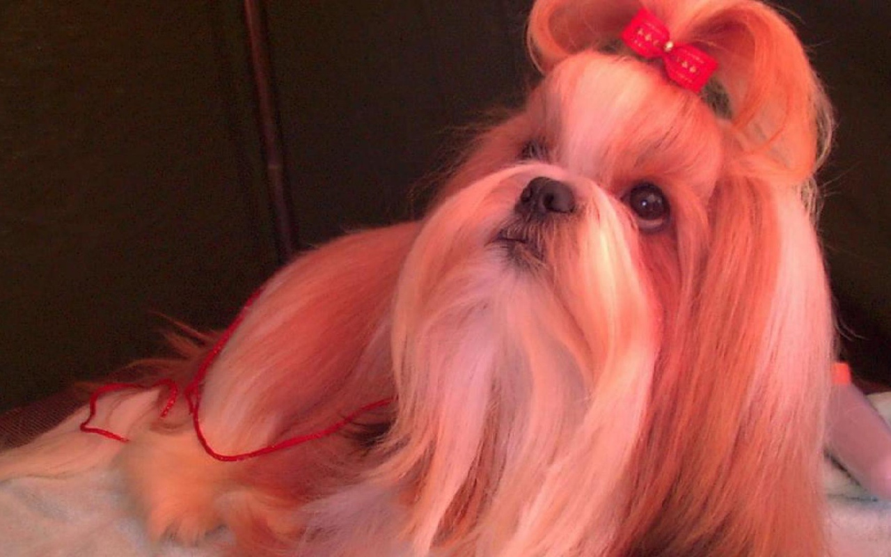 Собака шитцу с бантом