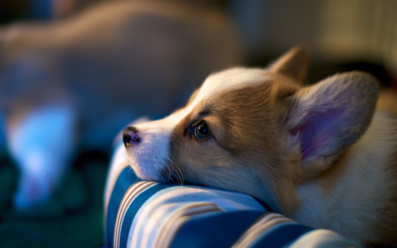 Заспанный пес вельш-корги