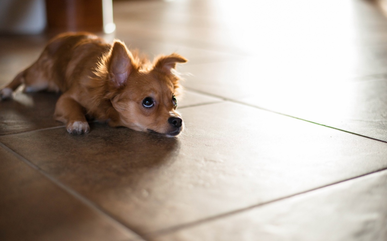 Маленькая собака лежит на полу