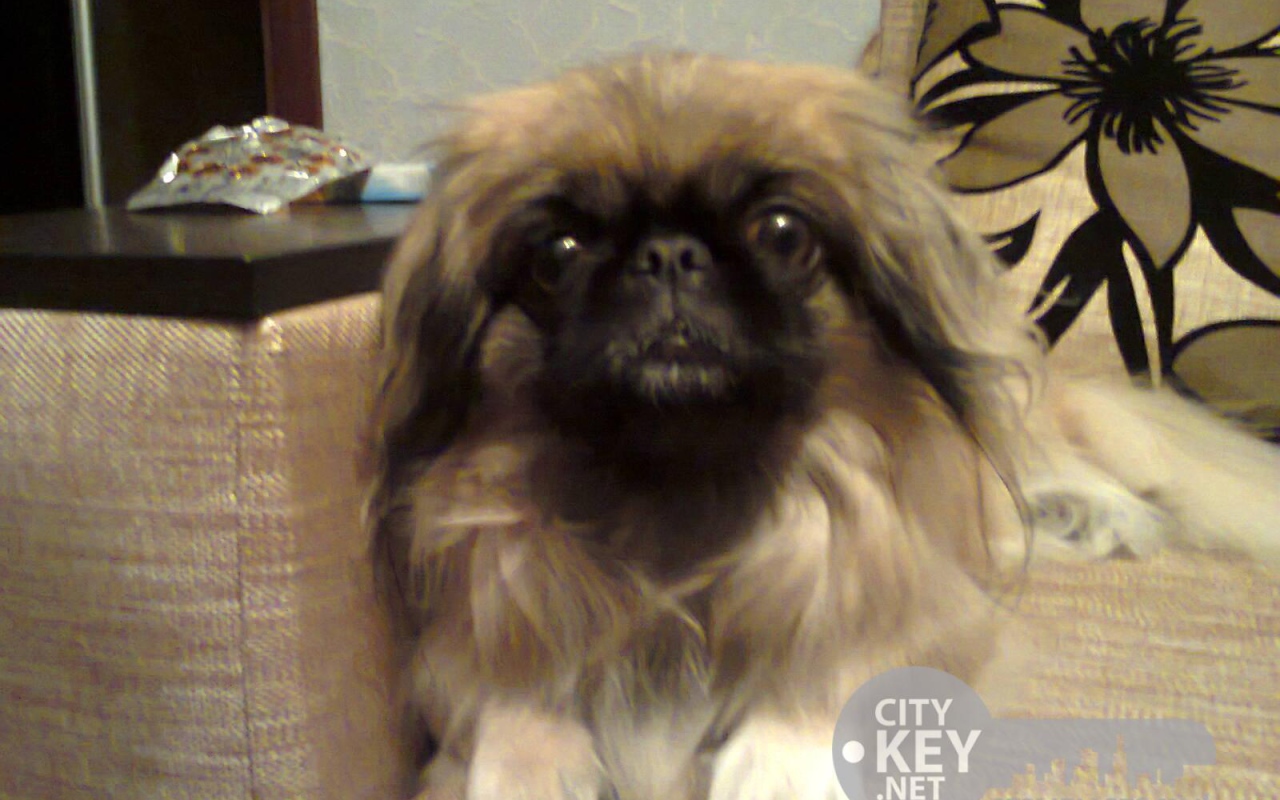 Маленький друг человека пекинес