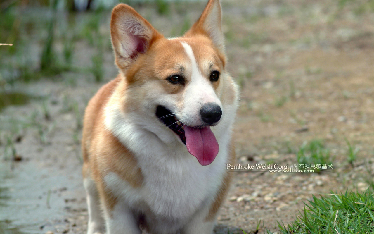 Улыбающийся пес вельш-корги