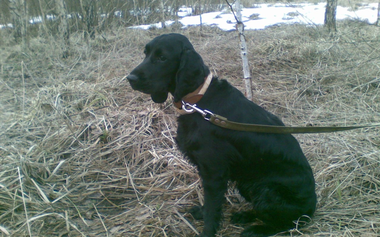 Собака спаниель в весеннем лесу