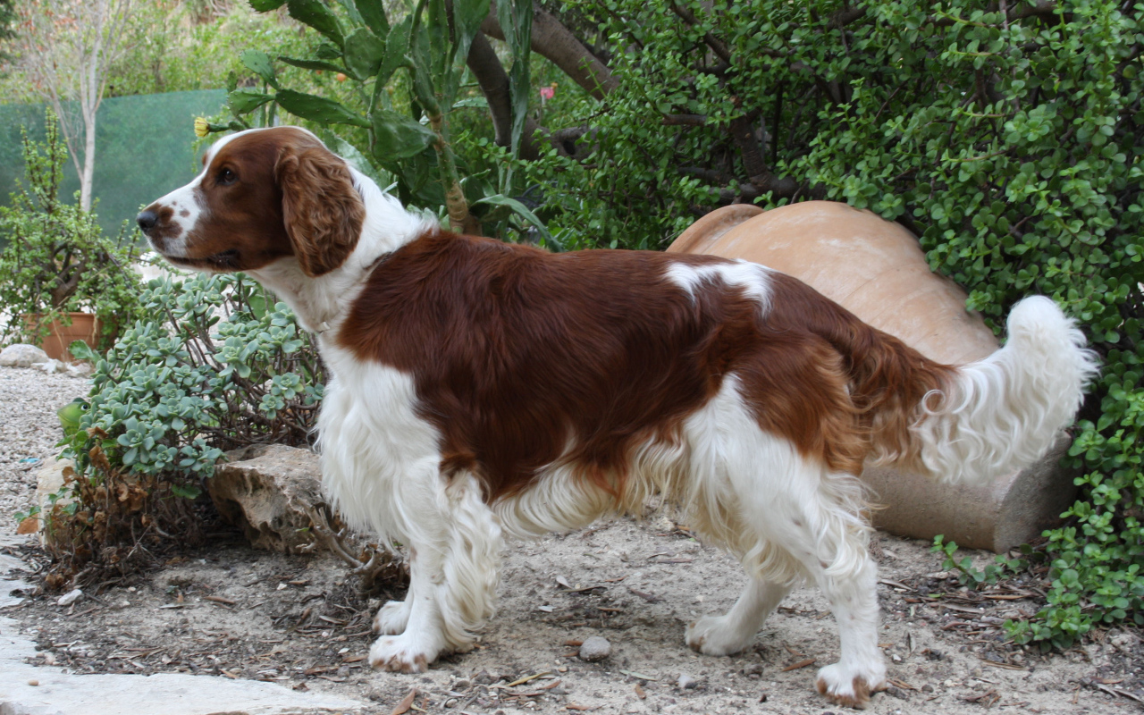 Собака спаниель в саду