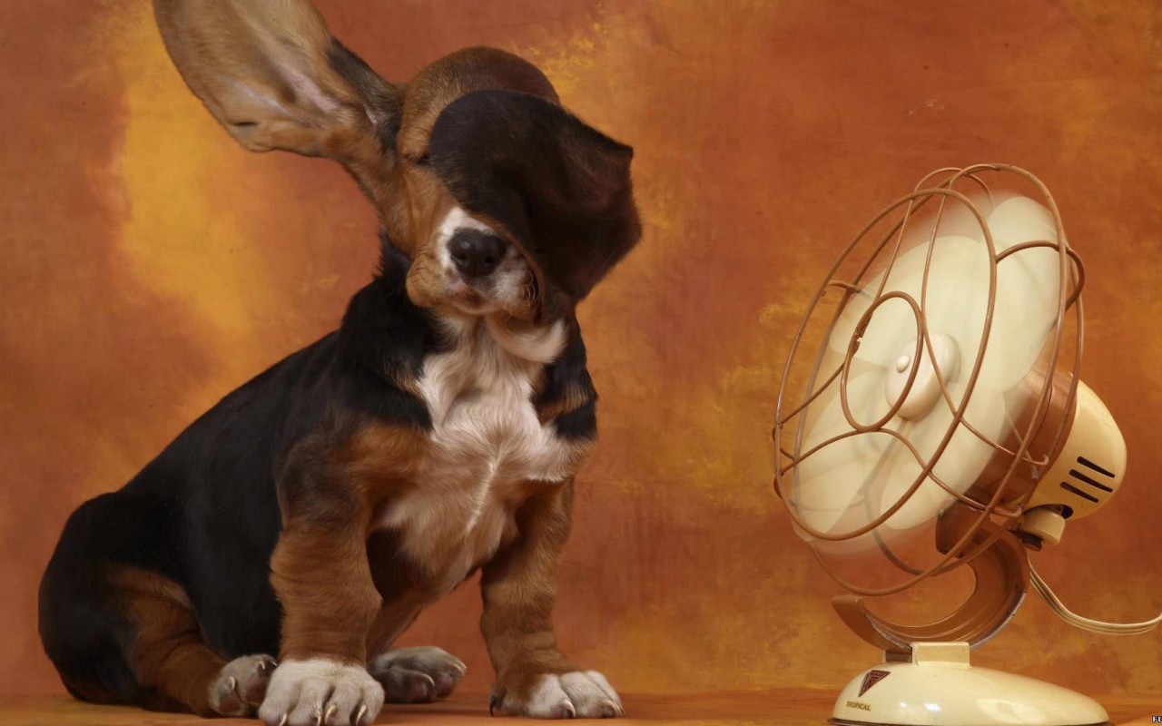 Собака спаниель у вентилятора