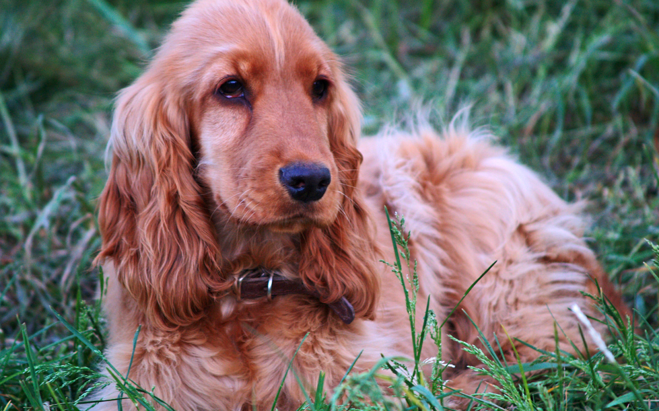 Спаниель гуляет на лугу