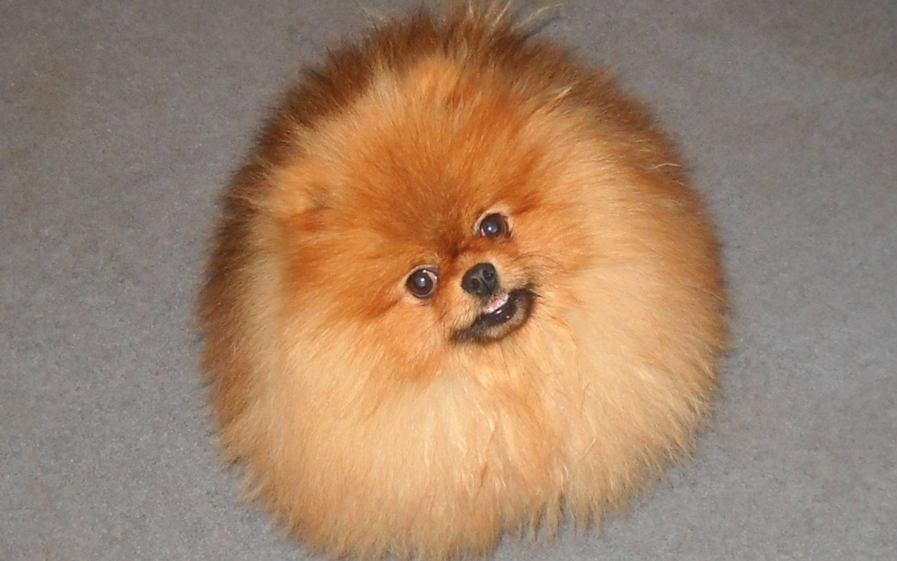 Шпиц пушистое облако