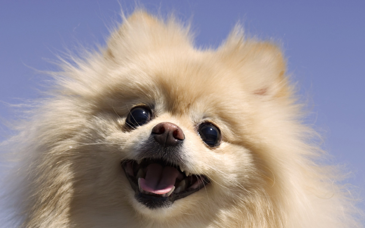 Шпиц на фоне неба