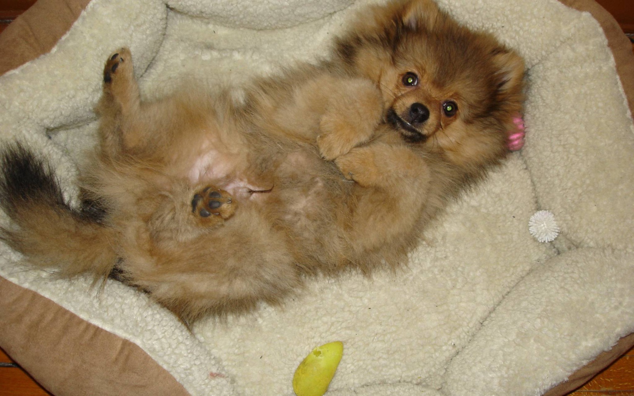 Шпиц отдыхает в кроватке