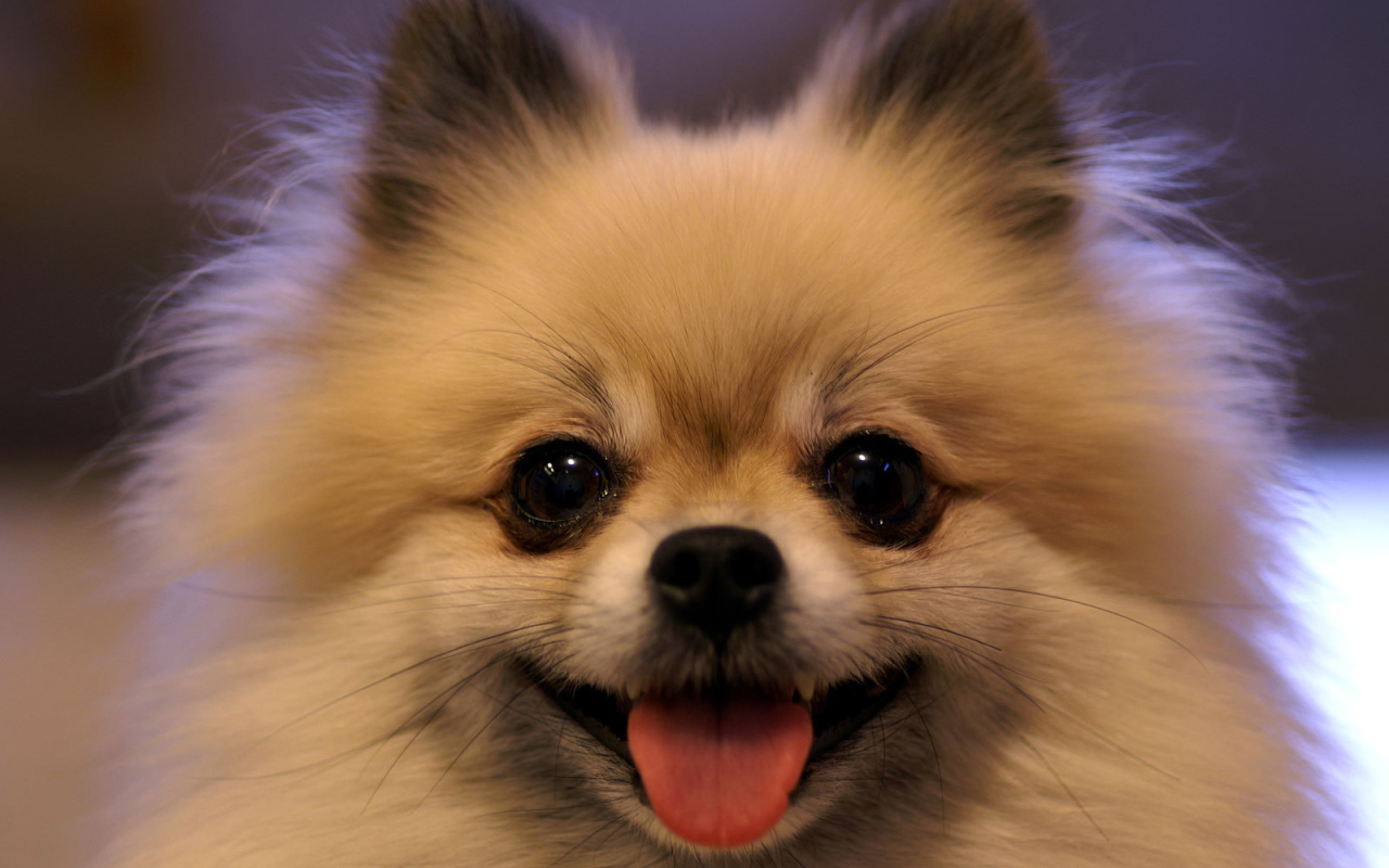 Шпиц показывает язык