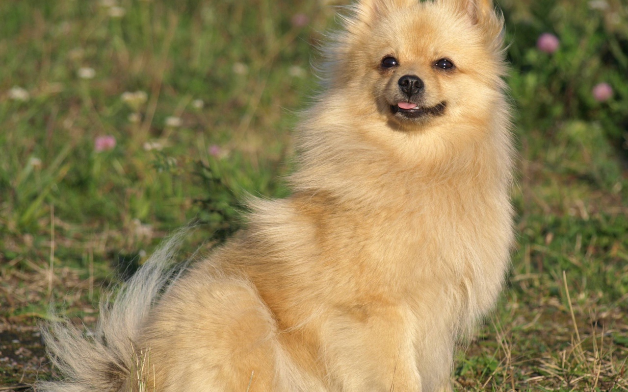 Шпиц на прогулке