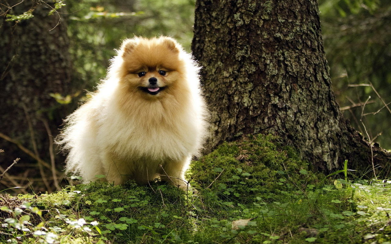 Шпиц гуляет в лесу
