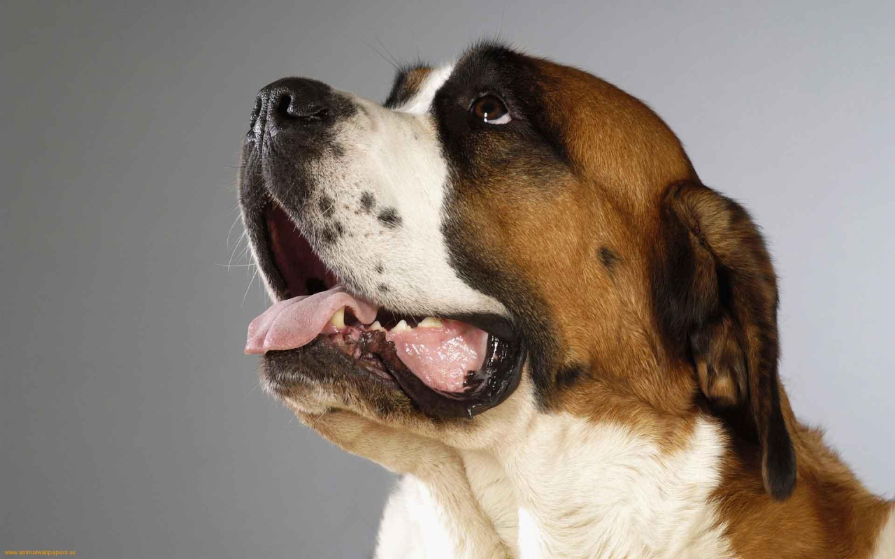Пасть собаки сенбернара