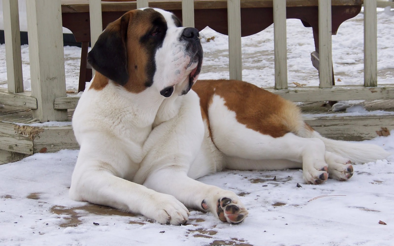 Сенбернар лежит у забора