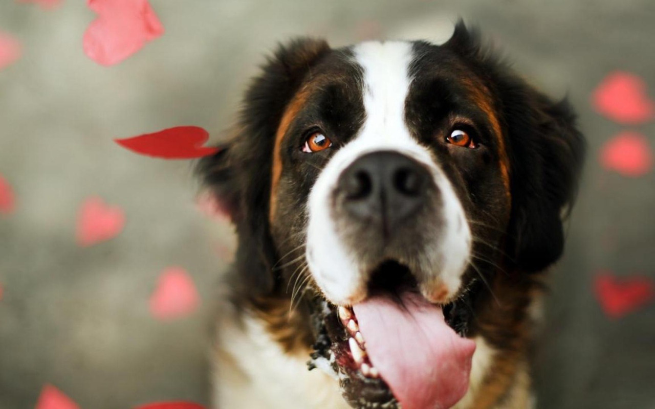 Сенбернар среди сердец