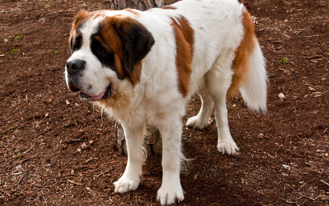 Сенбернар на земле