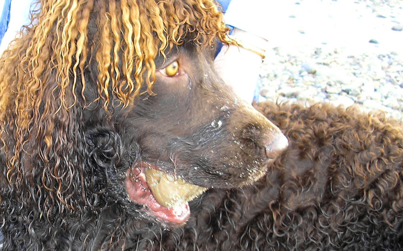 Удивленный ирландский водяной спаниель