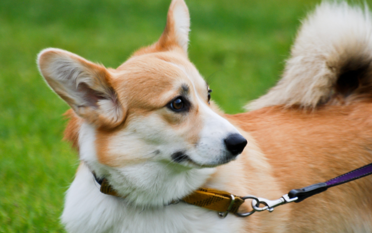Удивленный вельш-корги на поводке