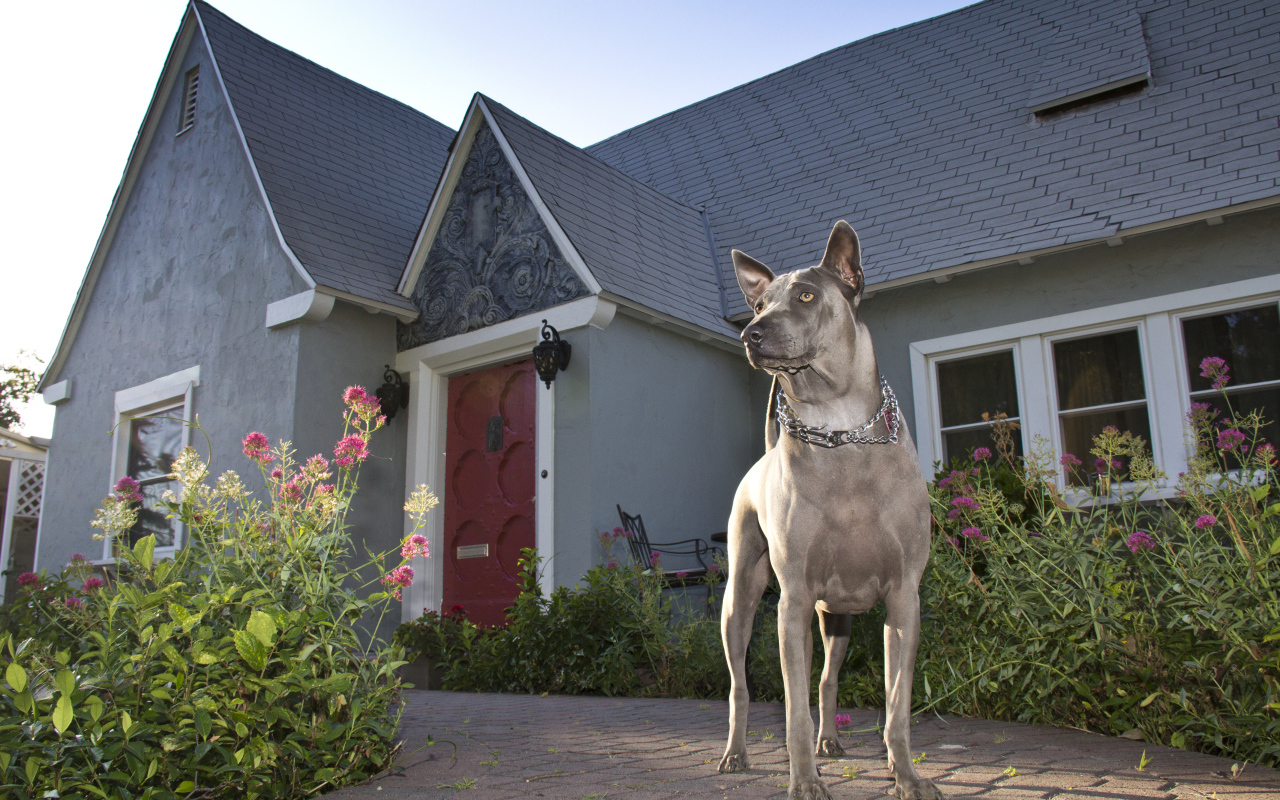 Тайский риджбек охраняет дом