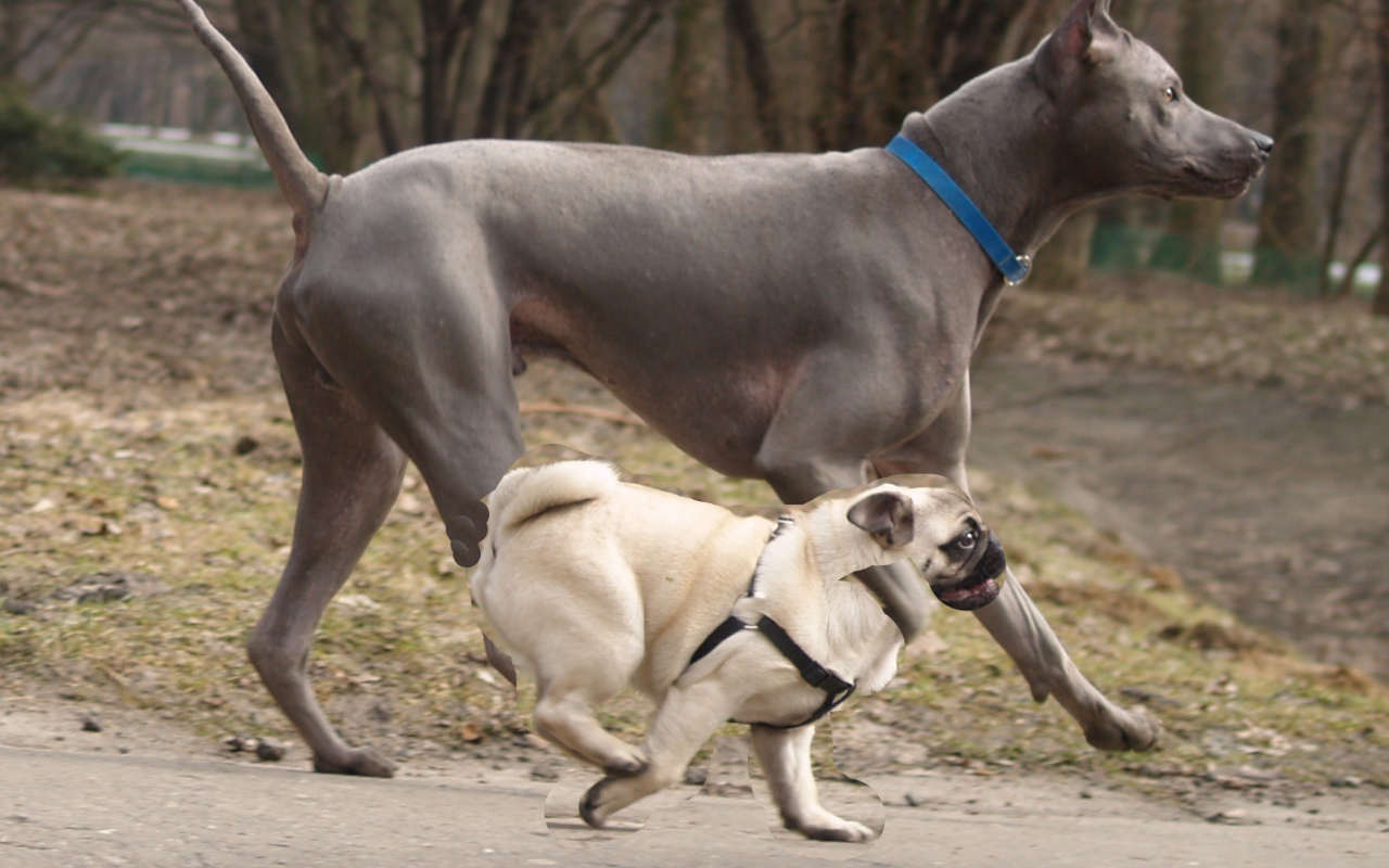 Тайский риджбек наперегонки с мопсом