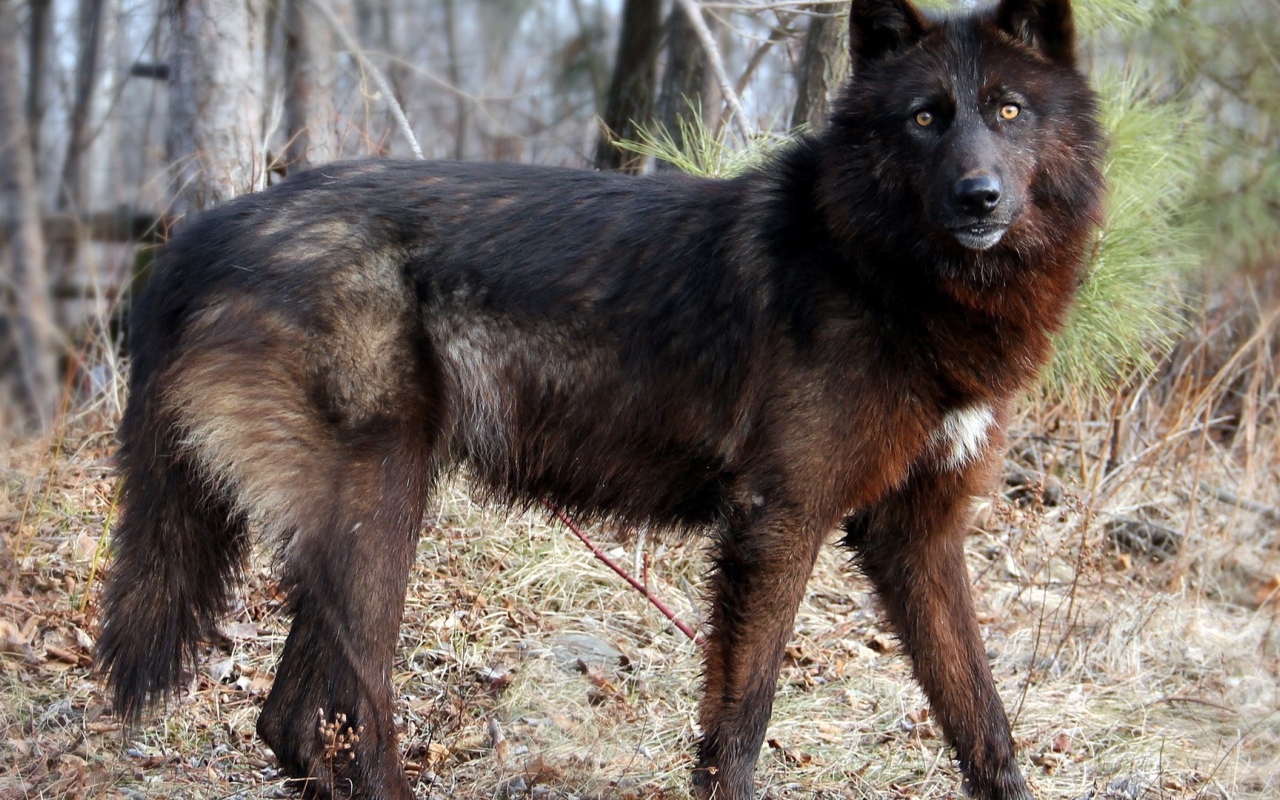 Дикая собака