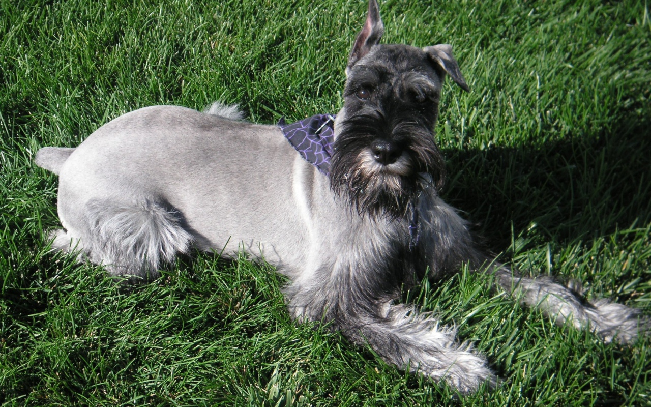 Девятимесячный шнауцер на траве