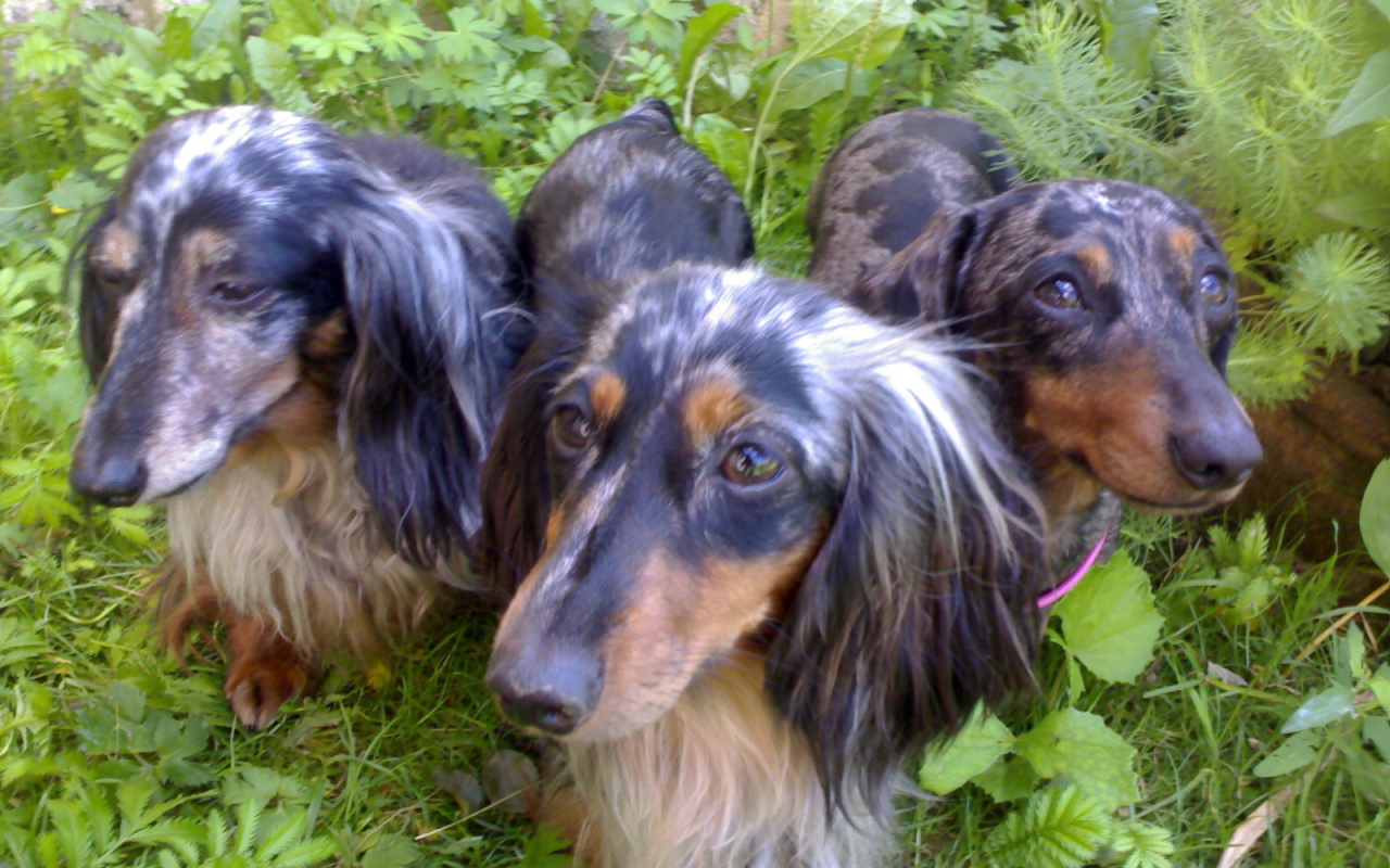 Трио такс в зарослях