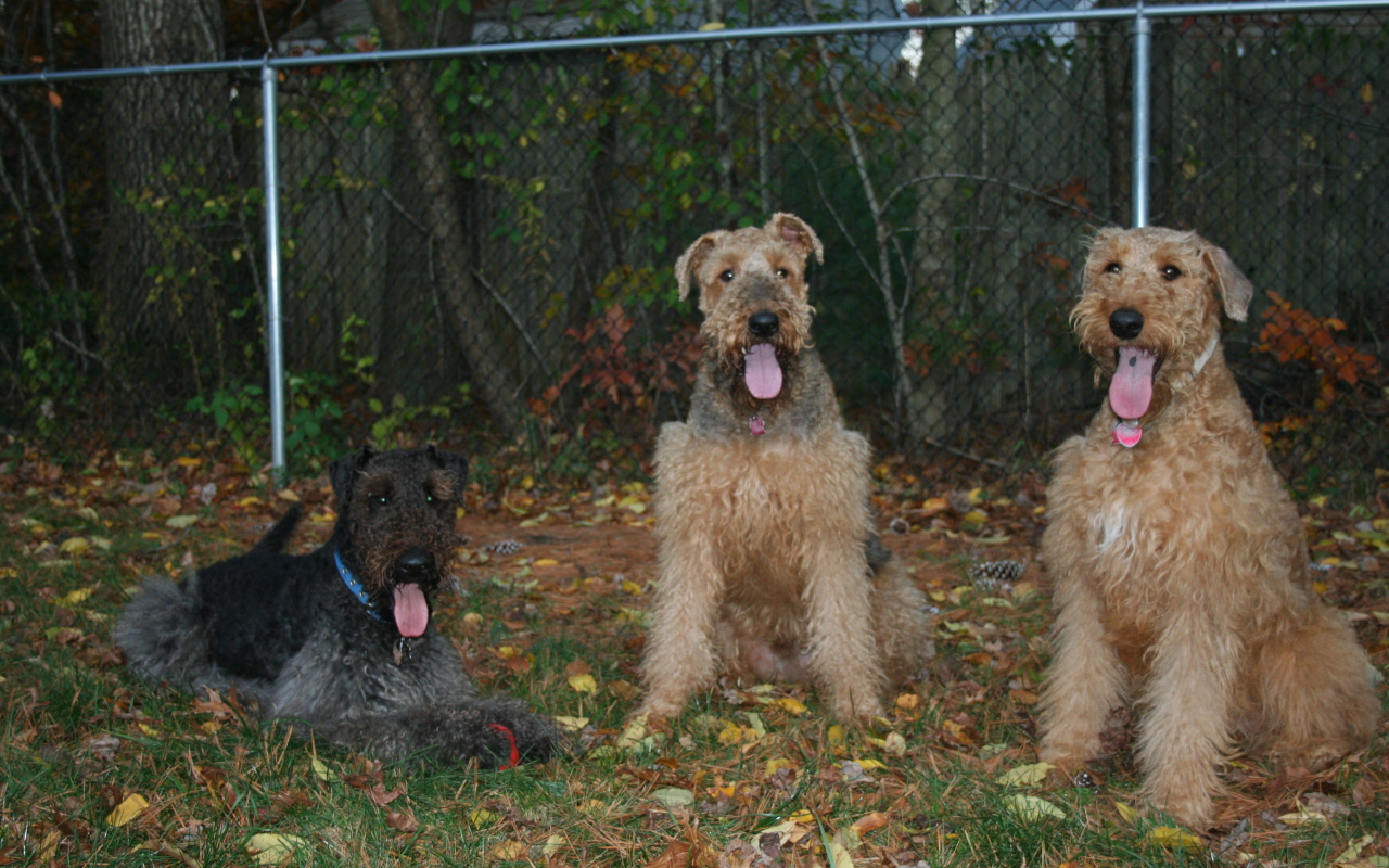 Три эрдельтерьера на охране