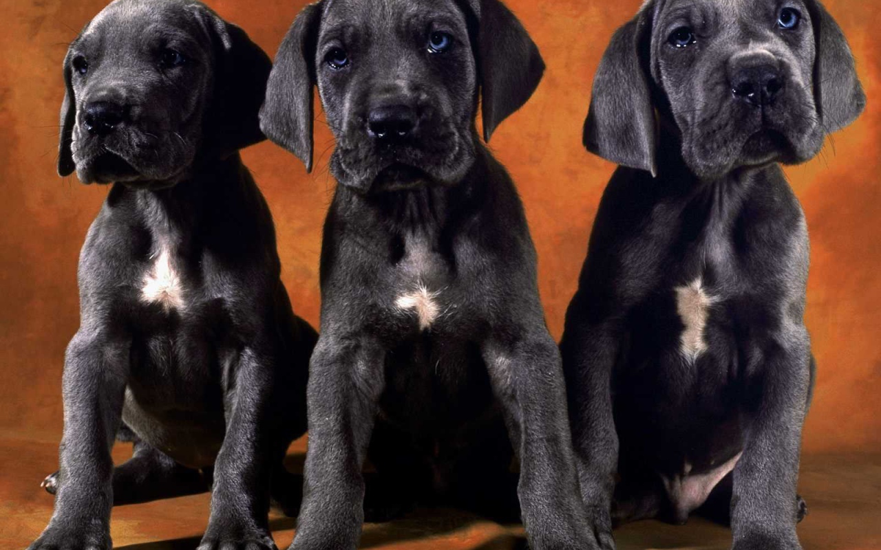 Три щенка добермана