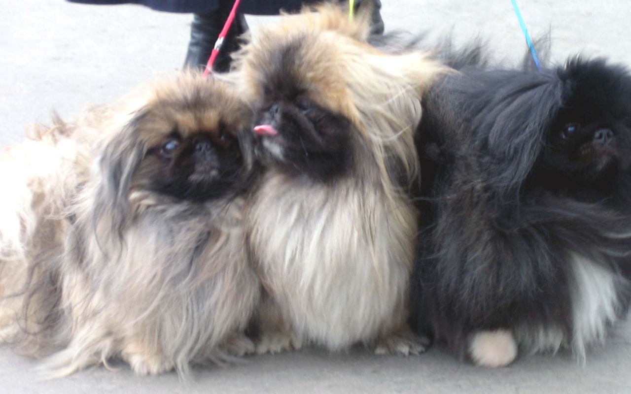 Три пекинеса на прогулке