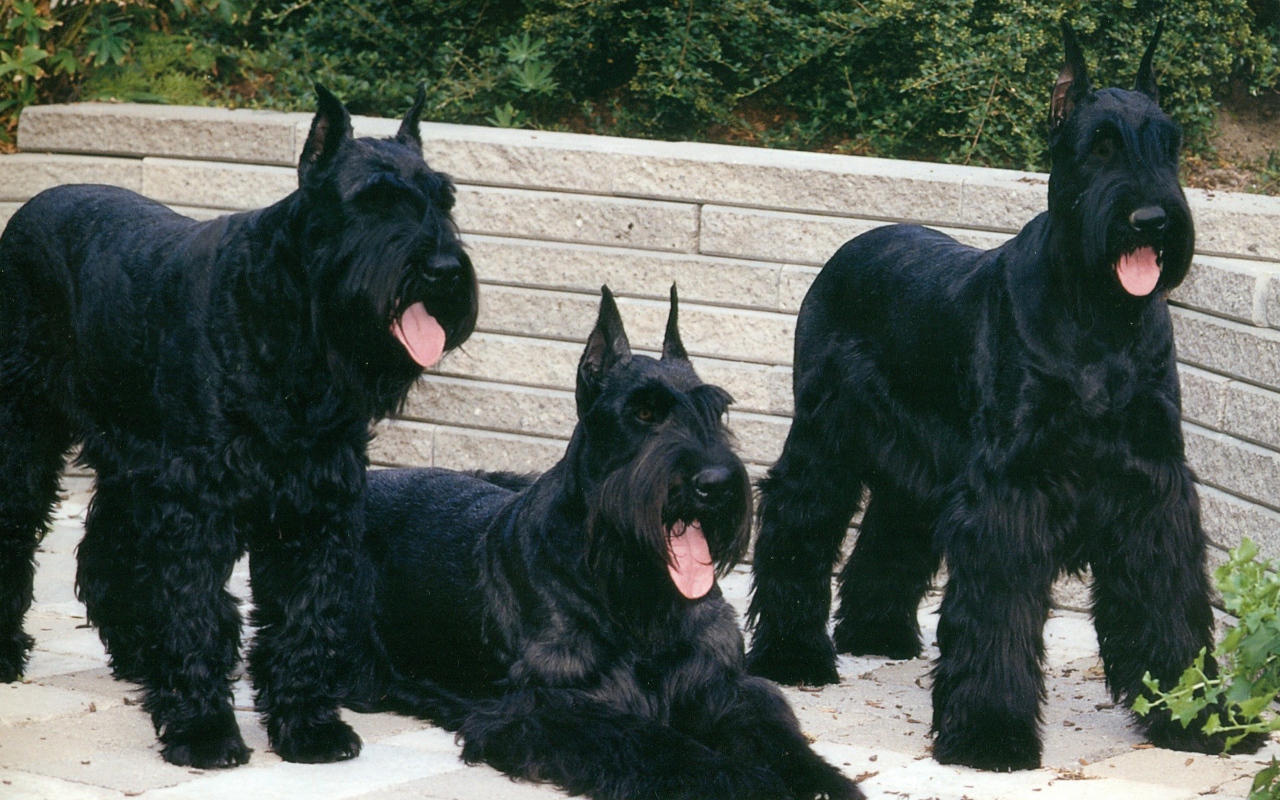 Три больших шнауцера