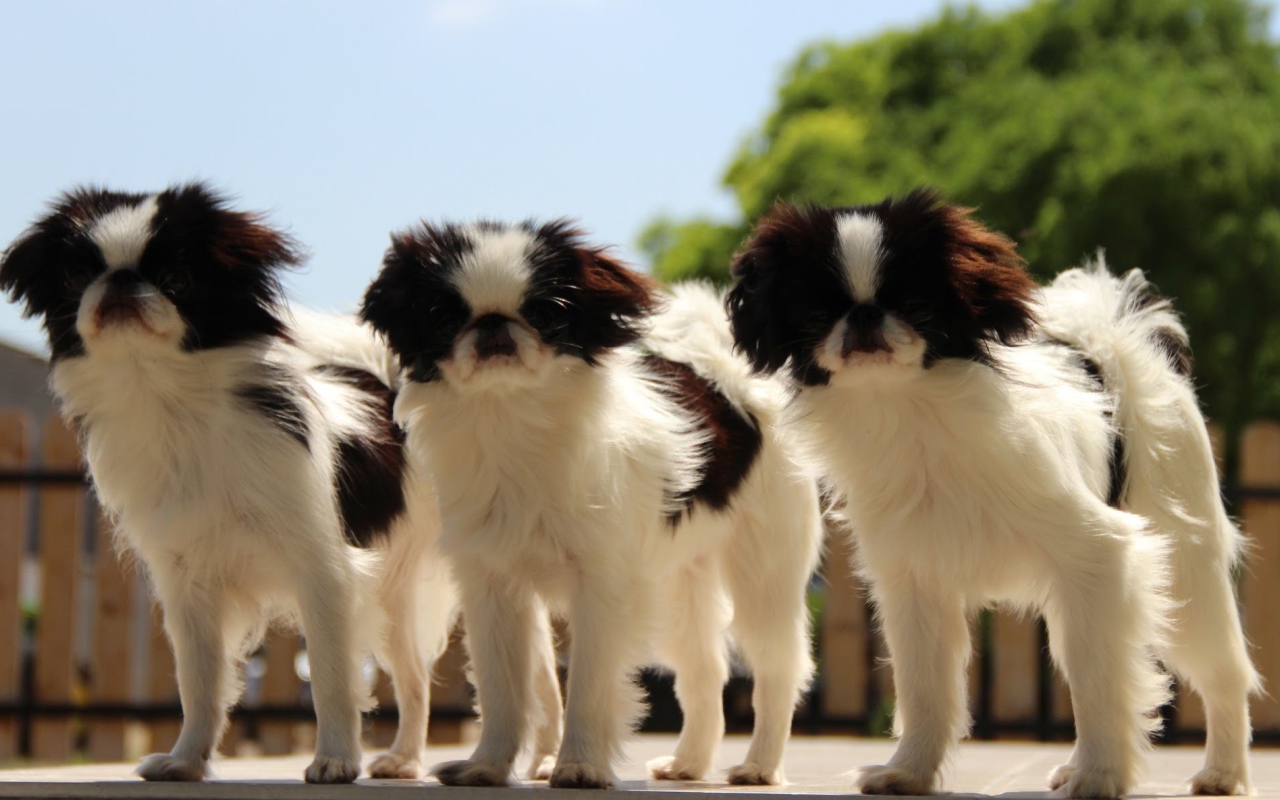 Тройка собак японский хин