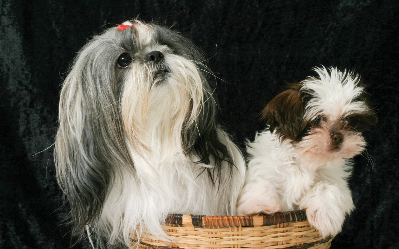 Два шитцу в корзине