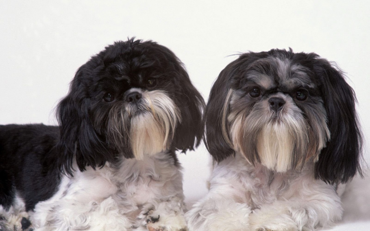 Два подстриженных шитцу