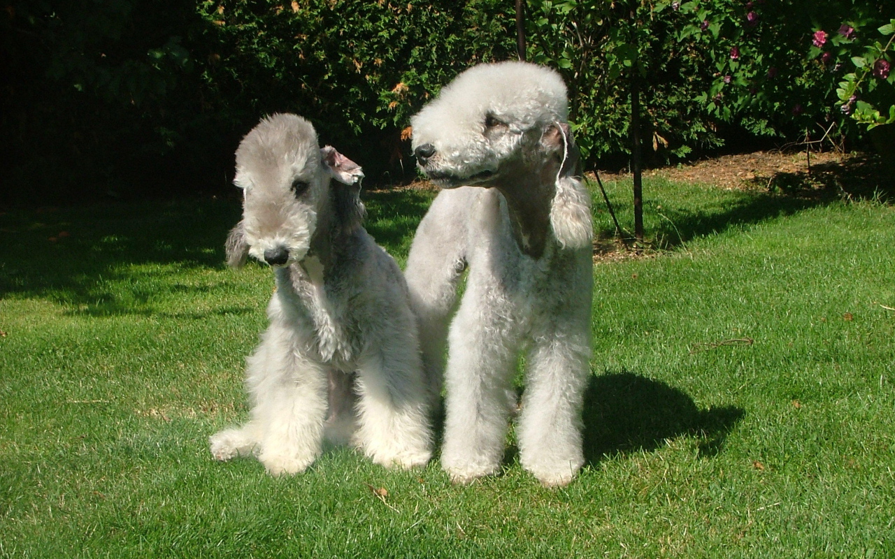 Две милых собачки бедлингтон терьер