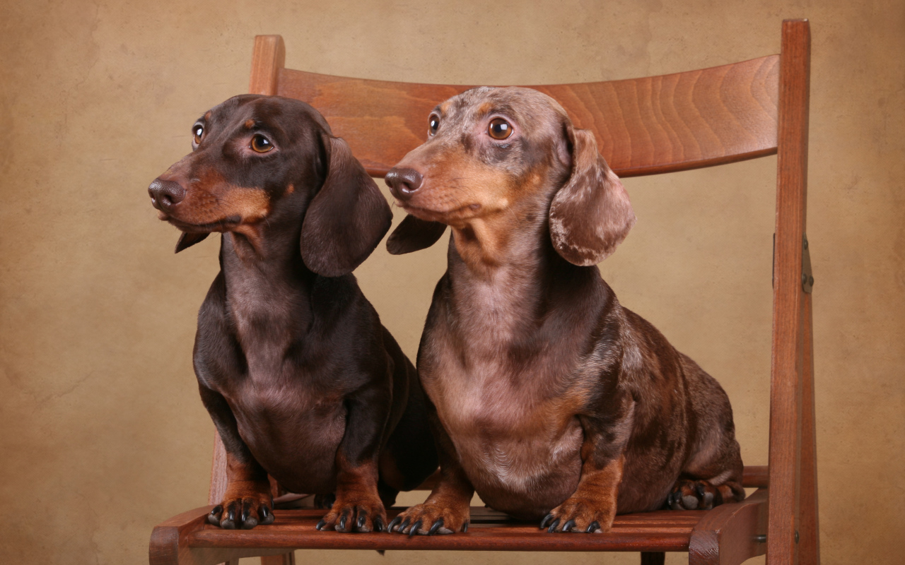 Две таксы на стуле