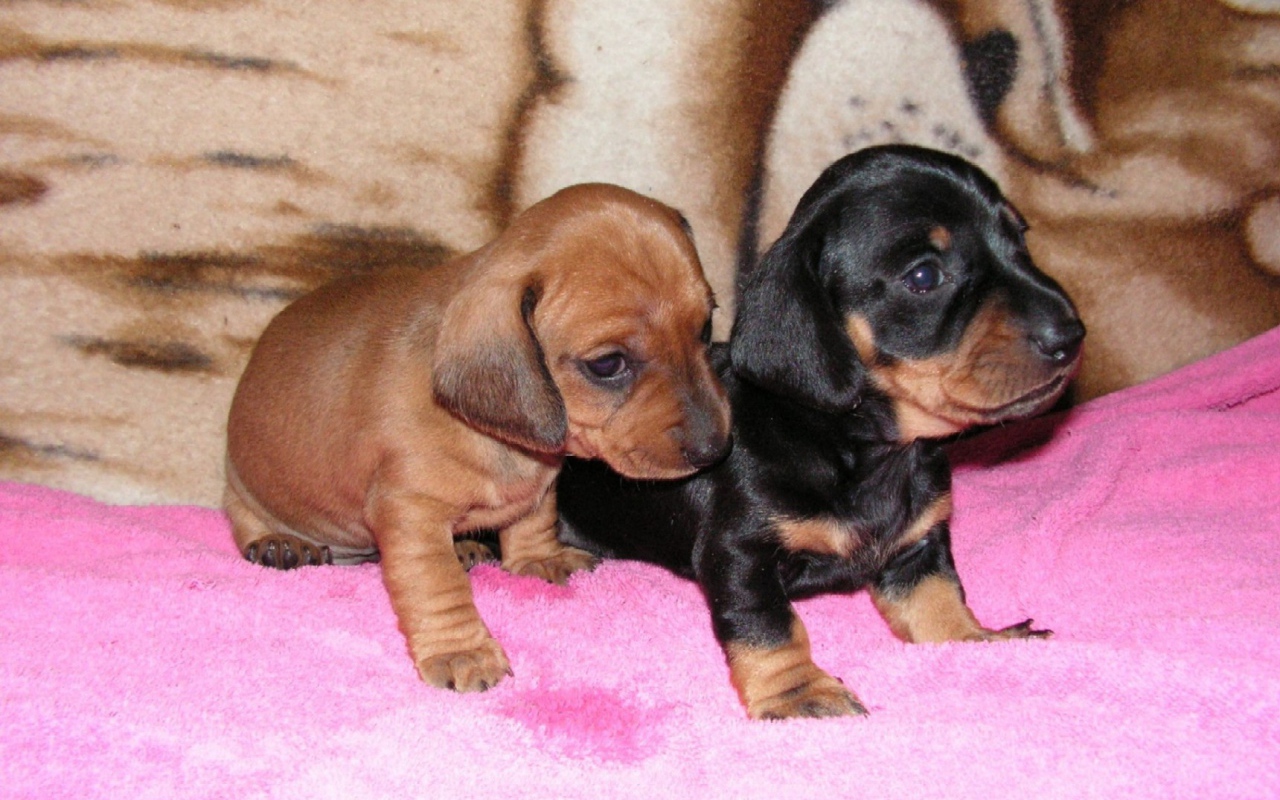 Два щенка таксы