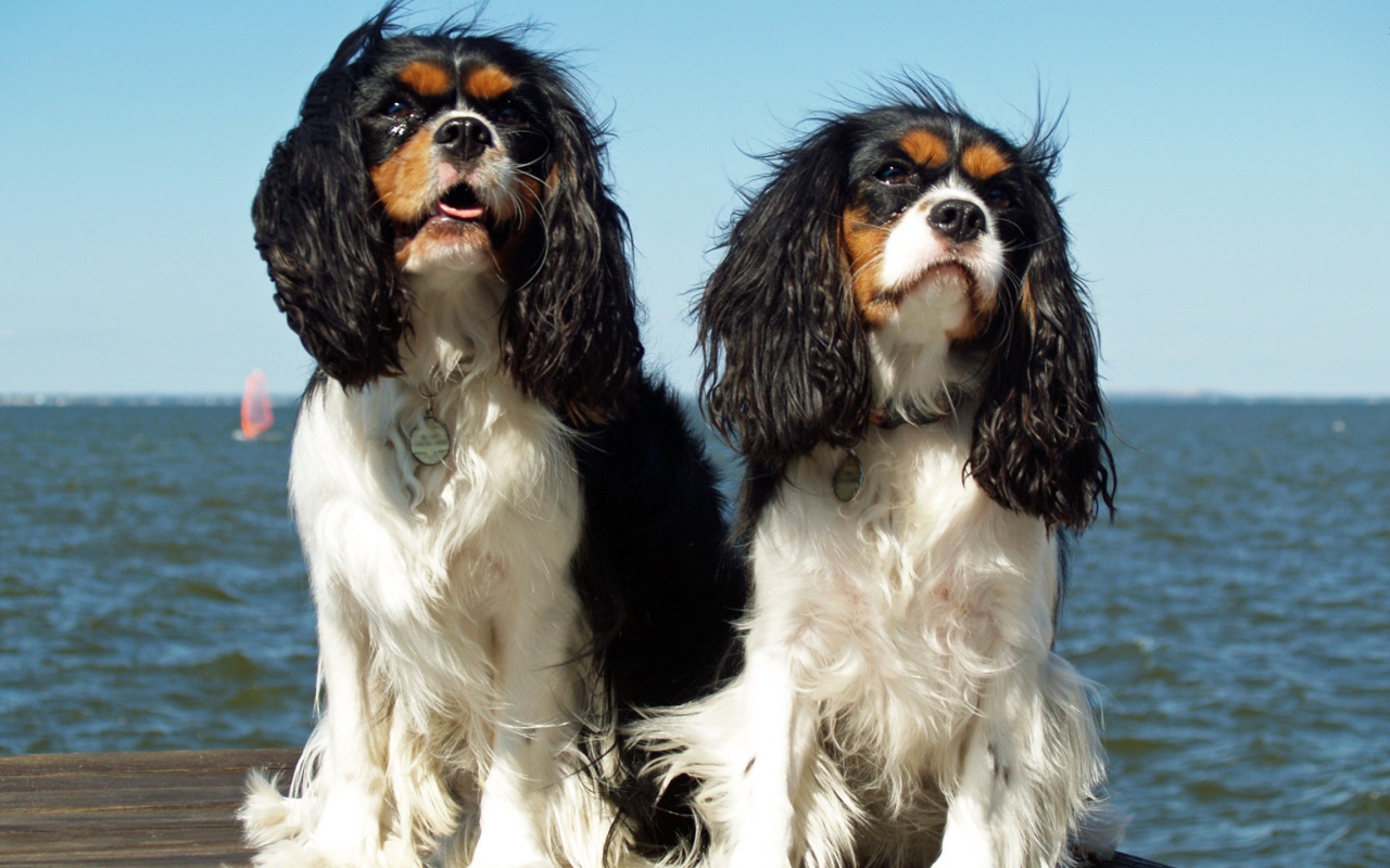 Две собаки у моря