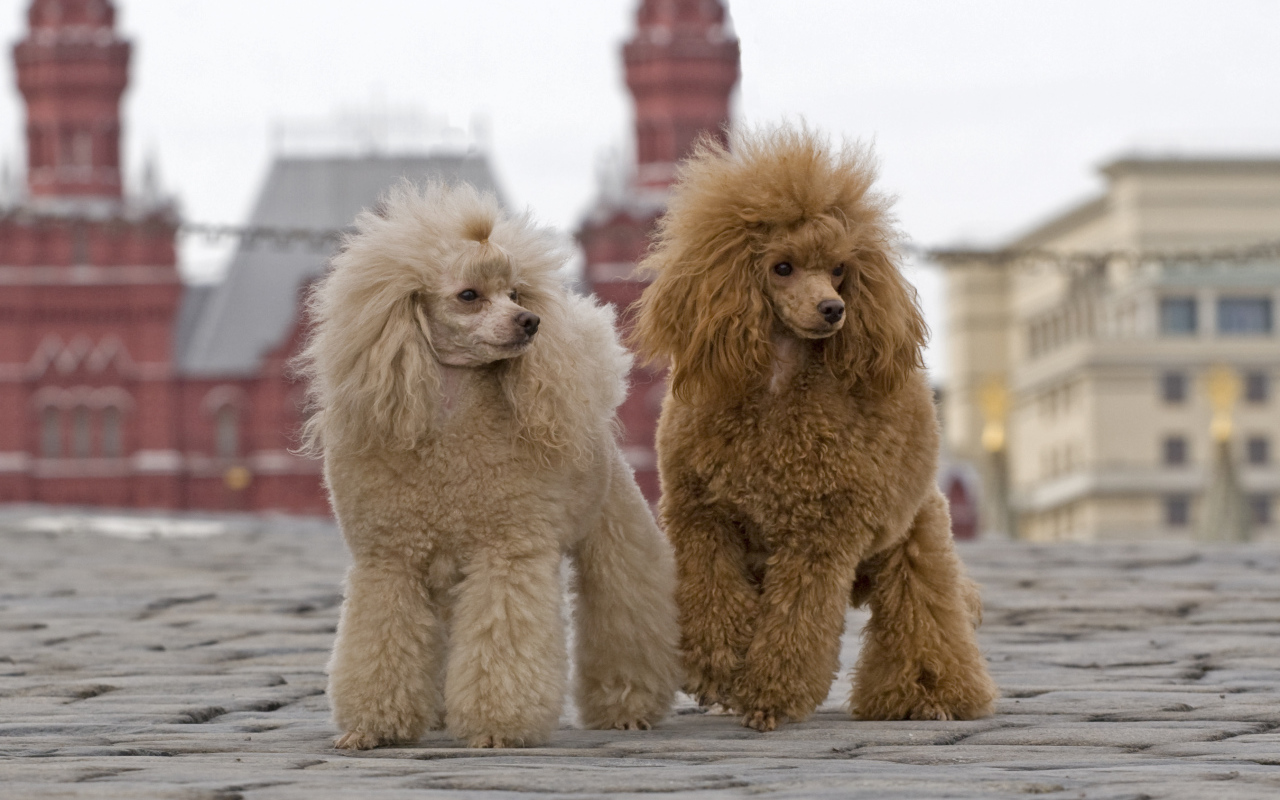 Два пуделя на Красной площади